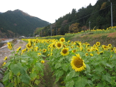 Sunflower Festival in Autumn (1)