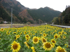 Sunflower Festival in Autumn (2)