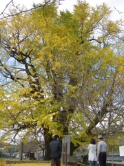 Great Ginkgo in Sayo