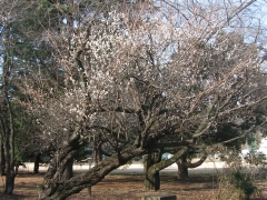 Ume Blossom at Mitaka