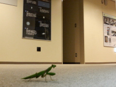A Mantis in NHAO